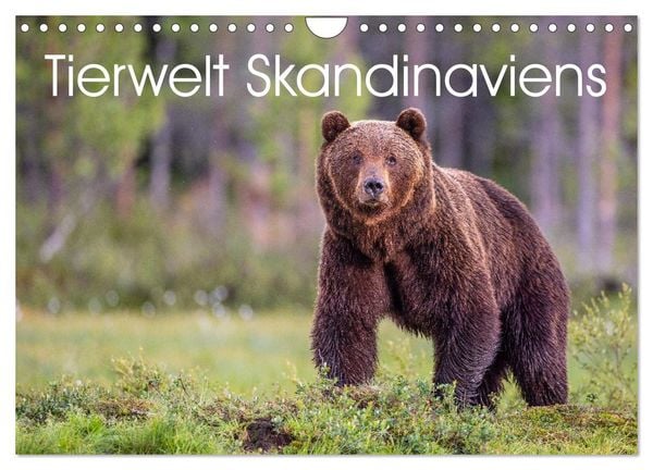 Produktbild: Tierwelt Skandinaviens (Wandkalender 2026 DIN A4 quer), CALVENDO Monatskalender