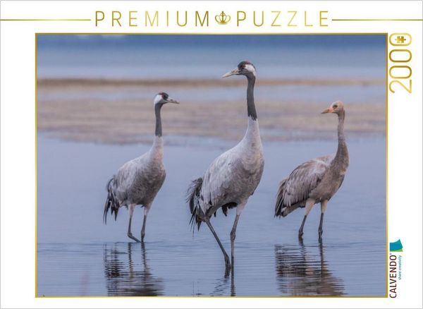 CALVENDO Puzzle Im Wasser watende Kraniche im Detail | 2000 Teile Lege-Größe 90 × 67 cm Foto-Puzzle für glückliche Stunden