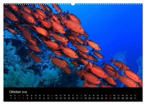 Produktbild: Magische Unterwasserwelten (Wandkalender 2026 DIN A2 quer), CALVENDO Monatskalender