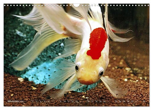 Produktbild: Goldfischportraits (Wandkalender 2026 DIN A3 quer), CALVENDO Monatskalender