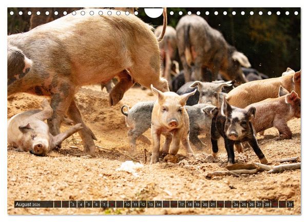 Produktbild: Korsika - s&uuml;&szlig;e, wilde Schweinchen (Wandkalender 2026 DIN A4 quer), CALVENDO Monatskalender