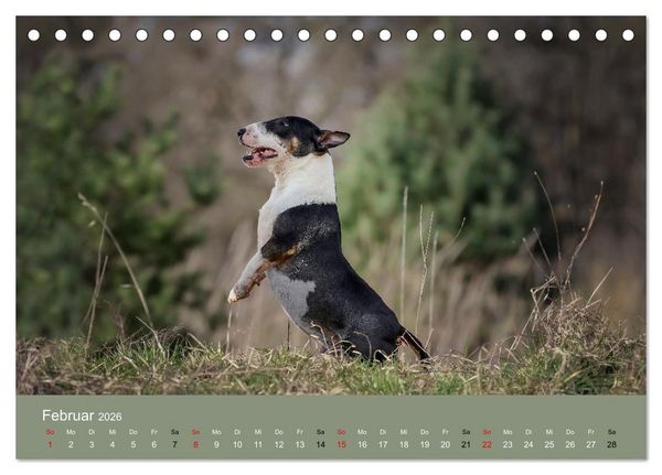 Produktbild: Bullterrier - charmante Herzensbrecher (Tischkalender 2026 DIN A5 quer), CALVENDO Monatskalender