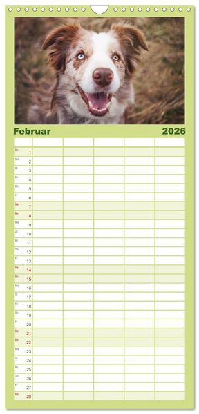 Produktbild: Familienplaner 2026 - Border Collies 2026 mit 5 Spalten (Wandkalender, 21 x 45 cm) CALVENDO