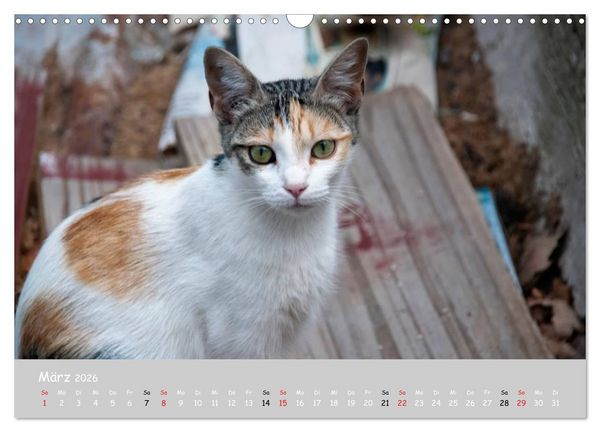 Produktbild: Katzen des S&uuml;dens (Wandkalender 2026 DIN A3 quer), CALVENDO Monatskalender