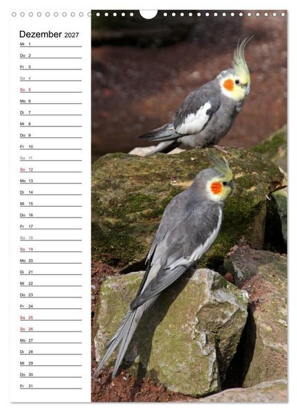 Produktbild: Der Nymphensittich-Terminplaner (Wandkalender 2027 DIN A3 hoch), CALVENDO Monatskalender
