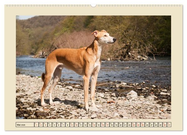 Produktbild: Mit dem Windhund unterwegs im zauberhaften Bergischen Land (Wandkalender 2026 DIN A2 quer), CALVENDO Monatskalender
