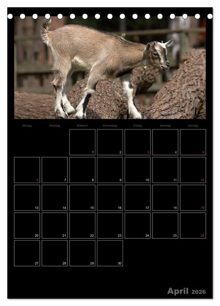 Produktbild: Zwergziegen (Tischkalender 2026 DIN A5 hoch), CALVENDO Monatskalender