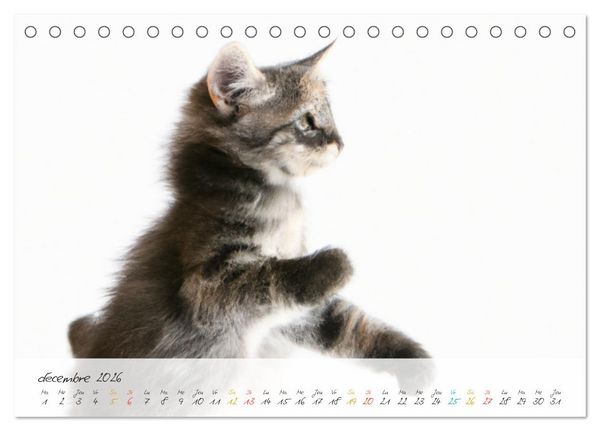 Produktbild: Chatons trop mignons (Calendrier de bureau 2026 DIN A5 vertical), CALVENDO calendrier mensuel