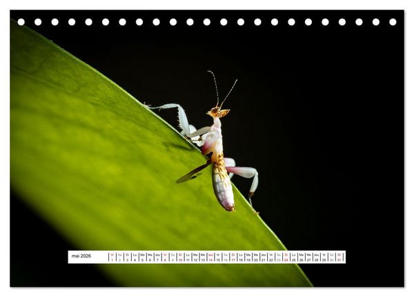 Produktbild: La Mante Orchid&eacute;e (Calendrier de bureau 2026 DIN A5 vertical), CALVENDO calendrier mensuel