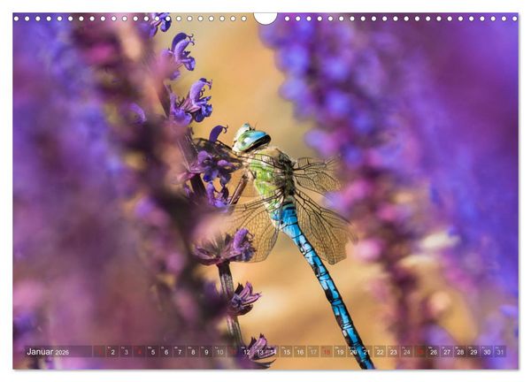 Produktbild: Libellen - Fliegende Edelsteine (Wandkalender 2026 DIN A3 quer), CALVENDO Monatskalender