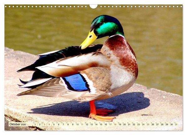 Produktbild: Enten. Beliebt, h&uuml;bsch und imposant (Wandkalender 2026 DIN A3 quer), CALVENDO Monatskalender