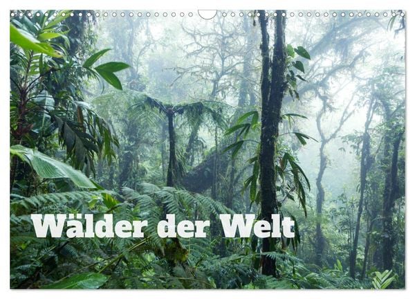 Wälder der Welt (Wandkalender 2025 DIN A3 quer), CALVENDO Monatskalender