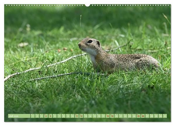 Produktbild: Ziesel im Burgenland (hochwertiger Premium Wandkalender 2026 DIN A2 quer), Kunstdruck in Hochglanz
