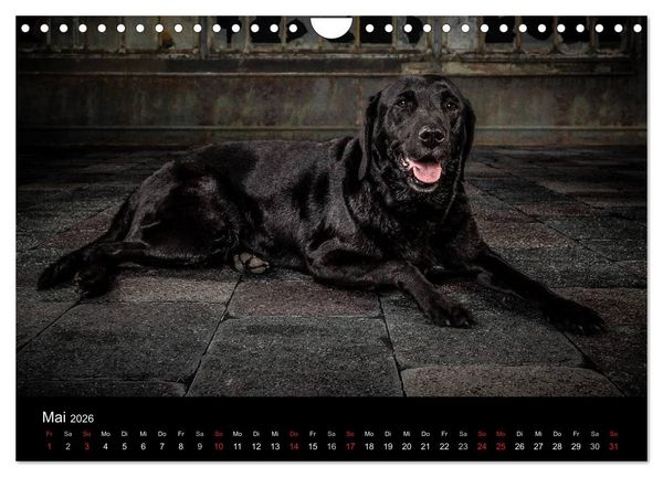 Produktbild: Urban Dogs - Hundekalender der anderen Art (Wandkalender 2026 DIN A4 quer), CALVENDO Monatskalender