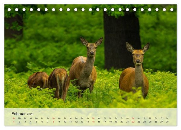 Produktbild: Rotwild. Edle Hirsche, stolze K&uuml;he (Tischkalender 2026 DIN A5 quer), CALVENDO Monatskalender