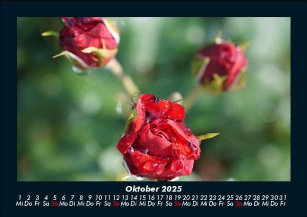 Produktbild: Rosen-Kalender 2025 Fotokalender DIN A5