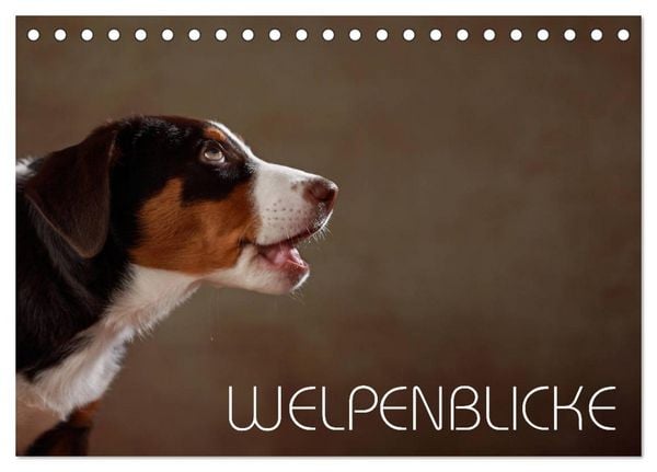 Welpenblicke (Tischkalender 2026 DIN A5 quer), CALVENDO Monatskalender