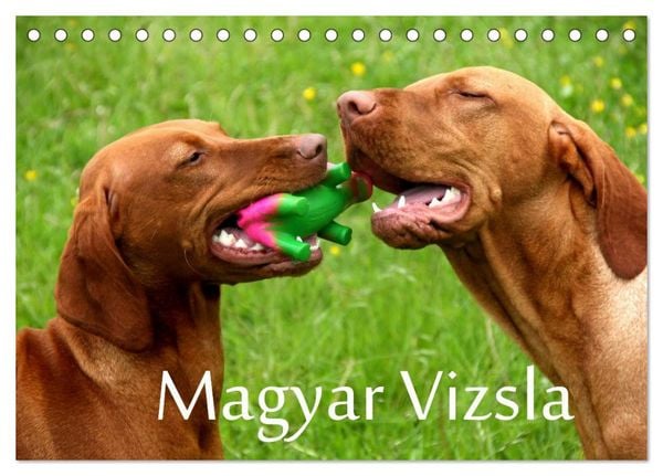 Magyar Vizsla (Tischkalender 2026 DIN A5 quer), CALVENDO Monatskalender