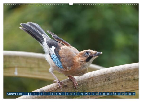 Produktbild: Eichelh&auml;her - Egon der Eichelh&auml;her fotografiert von Ostfriesenfotografie (Wandkalender 2026 DIN A2 quer), CALVENDO Monatskalender