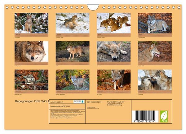 Produktbild: Begegnungen DER WOLF (Wandkalender 2026 DIN A4 quer), CALVENDO Monatskalender