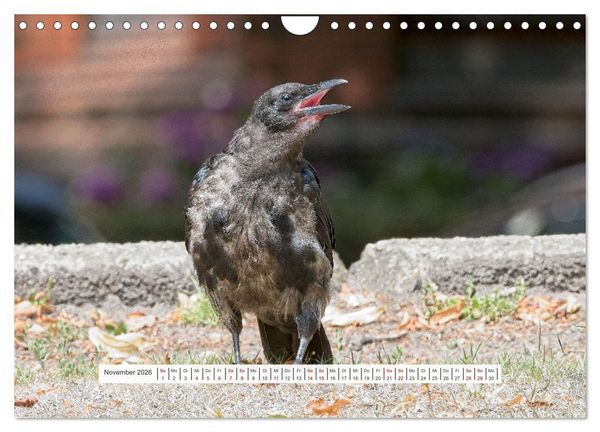 Produktbild: Kr&auml;henkinder - Schwarz, niedlich und immer hungrig (Wandkalender 2026 DIN A4 quer), CALVENDO Monatskalender