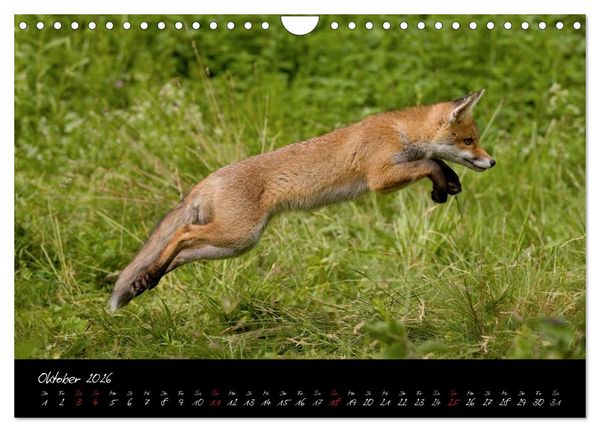 Produktbild: Rotfuchs - Impressionen (Wandkalender 2026 DIN A4 quer), CALVENDO Monatskalender