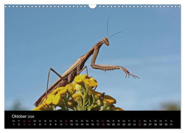 Produktbild: Faszination Gottesanbeterin - Die Welt der Mantis (Wandkalender 2026 DIN A3 quer), CALVENDO Monatskalender