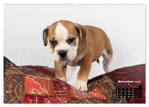 Produktbild: Old English Bulldog Welpen (hochwertiger Premium Wandkalender 2026 DIN A2 quer), Kunstdruck in Hochglanz