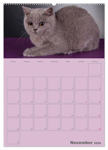 Produktbild: Britisch Kurzhaar Katzen - Planer (Wandkalender 2026 DIN A2 hoch), CALVENDO Monatskalender