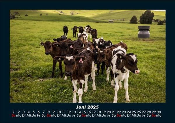 Produktbild: Kuhkalender 2025 Fotokalender DIN A5