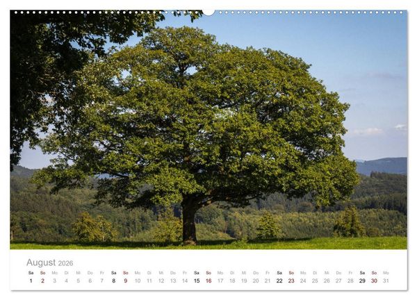 Produktbild: Wundersch&ouml;ne B&auml;ume im Sauerland (Wandkalender 2026 DIN A2 quer), CALVENDO Monatskalender