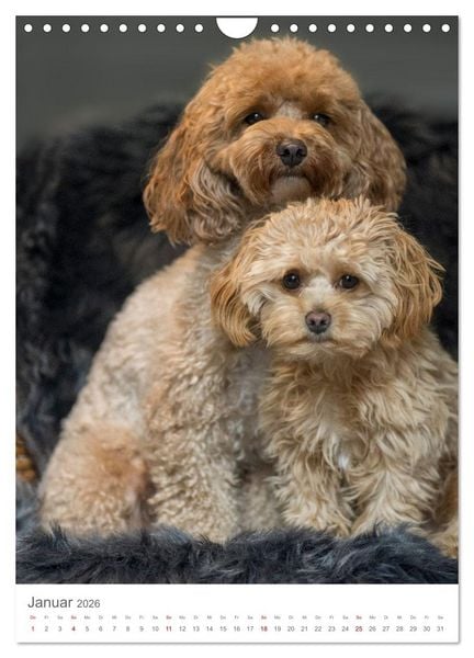 Produktbild: Maltipoo - Malteser - Pudel 2026 (Wandkalender 2026 DIN A4 hoch), CALVENDO Monatskalender