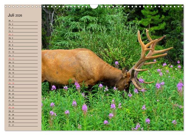 Produktbild: Rotwild. Edle Hirsche, stolze K&uuml;he (Wandkalender 2026 DIN A3 quer), CALVENDO Monatskalender