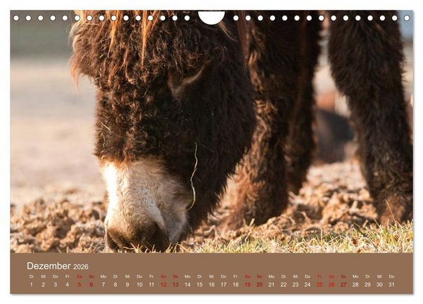 Produktbild: Baudet de Poitou - Seltene franz&ouml;sische Langohren (Wandkalender 2026 DIN A4 quer), CALVENDO Monatskalender