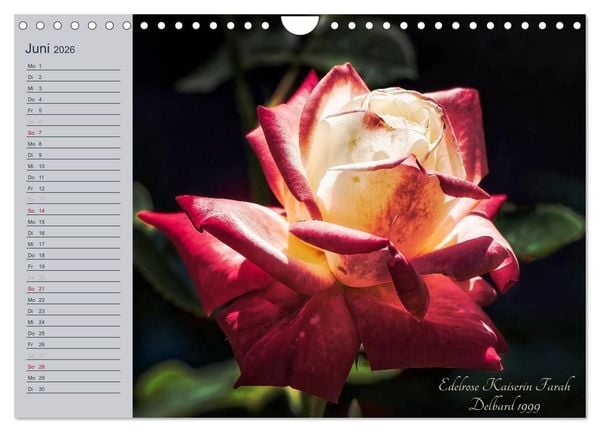 Produktbild: Kurf&uuml;rstliche Rosen Eltville am Rhein (Wandkalender 2026 DIN A4 quer), CALVENDO Monatskalender