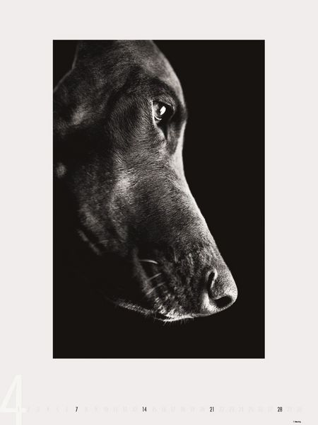 Produktbild: Dogs 2013 - Ruth Marcus