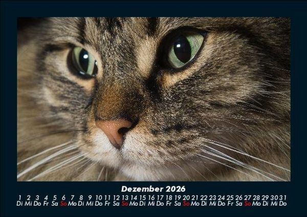 Produktbild: F&uuml;r Katzenfreunde 2026 Fotokalender DIN A5