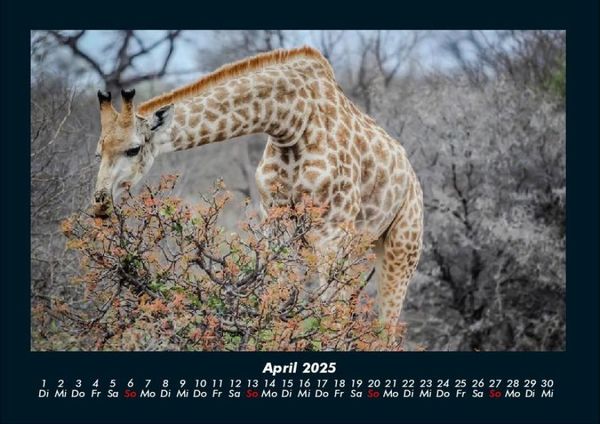 Produktbild: Tiere in der Wildnis 2025 Fotokalender DIN A4