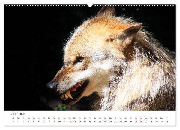 Produktbild: W&ouml;lfe 2026. Tierische Impressionen (Wandkalender 2026 DIN A2 quer), CALVENDO Monatskalender