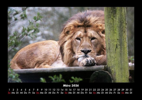 Produktbild: L&ouml;wen in der Wildnis 2026 Fotokalender DIN A3
