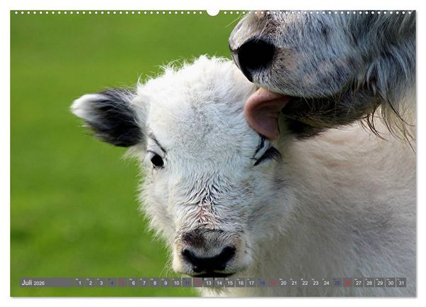 Produktbild: Der Yak (Wandkalender 2026 DIN A2 quer), CALVENDO Monatskalender