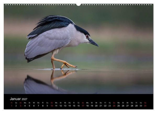 Produktbild: Reiher - Der Tanz auf dem Wasser (Wandkalender 2027 DIN A2 quer), CALVENDO Monatskalender