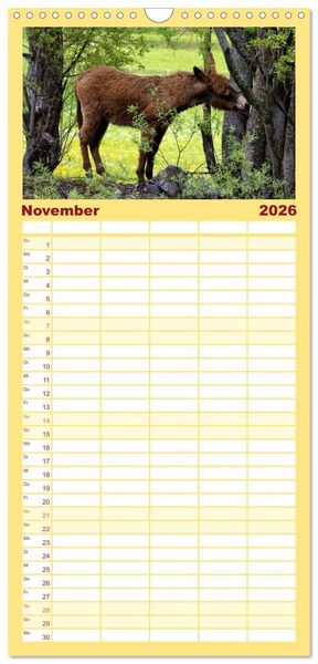 Produktbild: Familienplaner 2026 - Liebenswerte Esel mit 5 Spalten (Wandkalender, 21 x 45 cm) CALVENDO