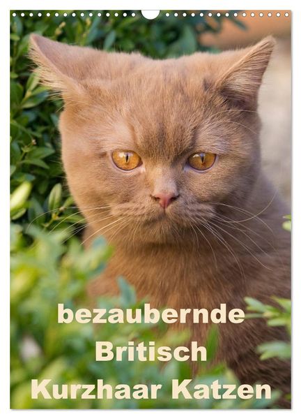 Bezaubernde Britisch Kurzhaar Katzen (Wandkalender 2024 DIN A3 hoch), CALVENDO Monatskalender