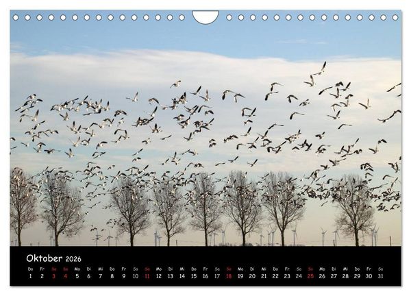 Produktbild: Schrei der Wildg&auml;nse (Wandkalender 2026 DIN A4 quer), CALVENDO Monatskalender