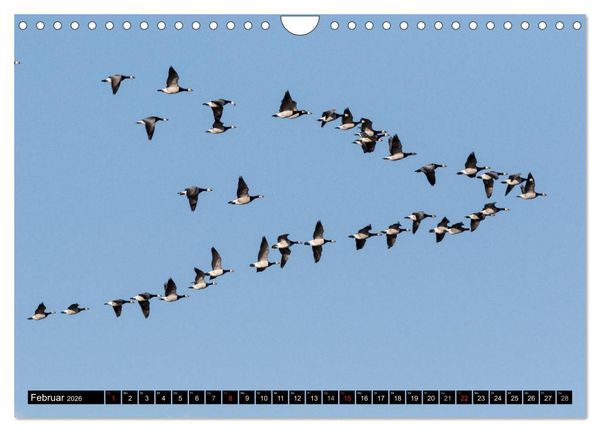 Produktbild: Gefiederte Sch&ouml;nheiten - Wildg&auml;nse in Norddeutschland (Wandkalender 2026 DIN A4 quer), CALVENDO Monatskalender