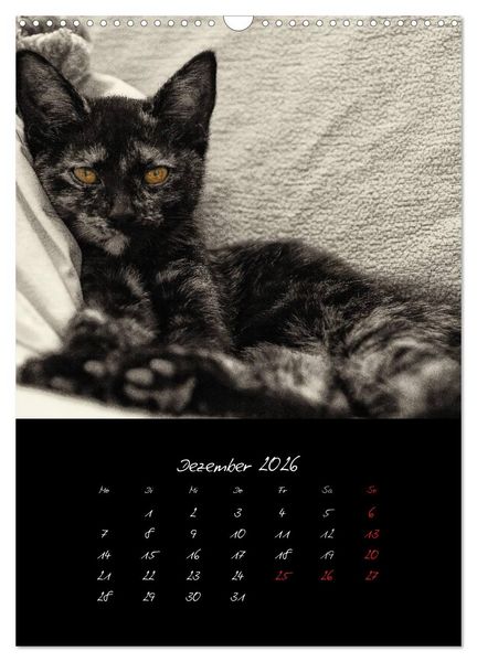 Produktbild: Katzenalltag 2026 (Wandkalender 2026 DIN A3 hoch), CALVENDO Monatskalender