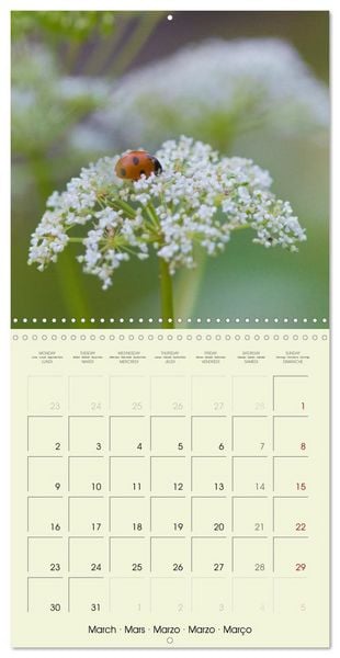 Produktbild: Flowers from dreamland (Wall Calendar 2026 12 &times; 12 Inch) CALVENDO 12 Month Wall Calendar