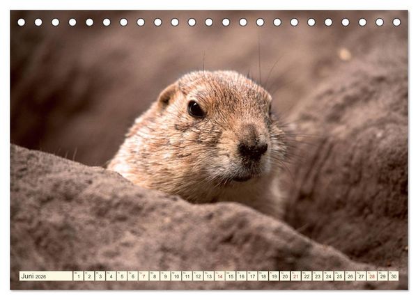 Produktbild: Pr&auml;riehunde - s&uuml;&szlig;e S&auml;uger (Tischkalender 2026 DIN A5 quer), CALVENDO Monatskalender