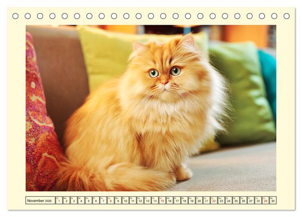 Produktbild: Edle Perserkatzen. Leises Schnurren in Haus und Garten (Tischkalender 2026 DIN A5 quer), CALVENDO Monatskalender